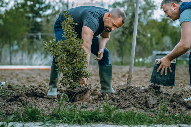 Leaf Removal in Lakewood, WA